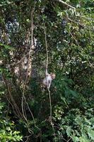 Wild monkey Rhesus Macaque photo