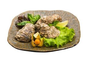 Fresh oyster on white photo