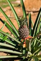 Pineapple tree view photo