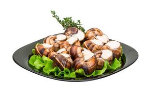 Escargot on white photo