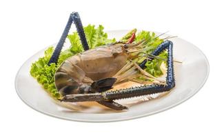 Freshwater prawn on the plate and white background photo