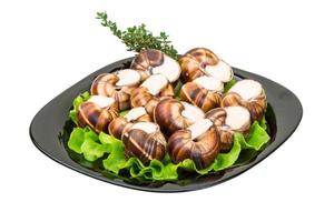 Escargot on white photo