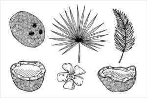 conjunto de imágenes prediseñadas de coco. icono de tuerca dibujado a mano. ilustración tropical. para impresión, web, diseño, decoración vector