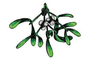 Hand drawn Christmas and New Year clipart. Mistletoe twigs with berries. Holiday illustration vector
