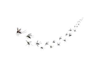 Flying mosquitoes isolated on white background photo