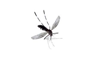mosquito aislado sobre fondo blanco foto