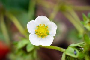 Strawberry Flower in organic farm garden photo