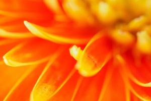 flores de gerbera naranja cerrar fondo abstracto foto