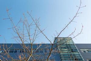 Tacoma, Washington, USA. March 2021. Tree branches on the background of a building in downtown photo