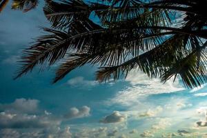 palm tree and cloudy day photo