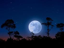 luz de la luna en el paisaje del bosque foto