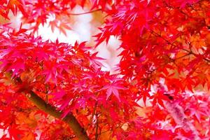 hermoso follaje de otoño de hojas de arce rojo en la temporada de otoño con efecto de luz solar en kyoto, japón. foto