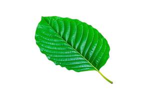 Tropical green leaf isolated on white background photo