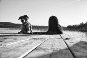 amantes de los perros tumbados en un embarcadero y mirando el lago en suecia. garabato dorado y mezcla foto