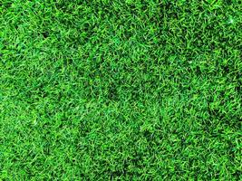 Top view of green grass texture background. Element of design. photo
