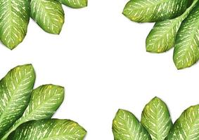 Flat lay layout of tropical leaves green on white background with copy space.Clipping path, Top view photo