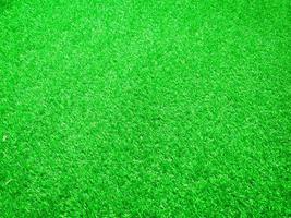 Green grass close up view in the jungle with copy space for design photo