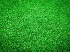 Green grass close up view in the jungle with copy space for design photo