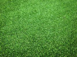 Green grass close up view in the jungle with copy space for design photo