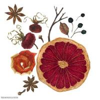 Winter bouquet with dried oranges and winter plants vector