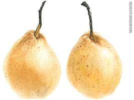 Fresh chinese pears vector