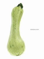 Small Squash Marrow Fruit vector