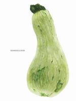 Squash Marrow Big Fruit vector