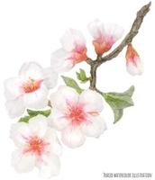 flowering almond branch vector