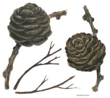 Winter Larch Cone, traced watercolor illustration vector