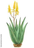 arbusto de aloe vera vector