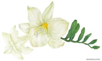 White Freesia branch with buds vector