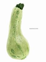 Squash Marrow Fruit vector