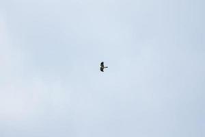 Hawk soars over the blue sky photo