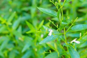 Andrographis paniculata fresh Thai herbal medicine herbs organic plant leaves and flower, closeup photo