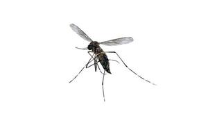 mosquito aislado sobre fondo blanco foto