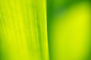 Plant green leaf in garden with bokeh background photo