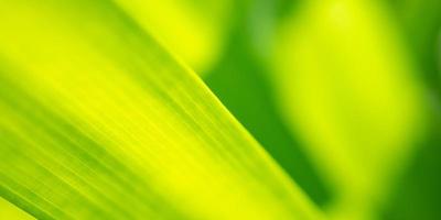 Plant green leaf in garden with bokeh background photo