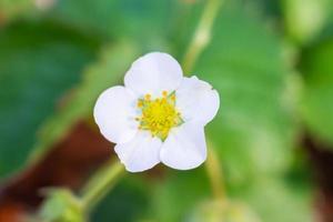 Strawberry Flower in organic farm garden photo