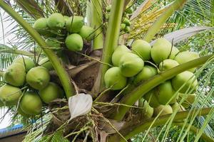 Fresh Coconut cluster on coconut tree photo