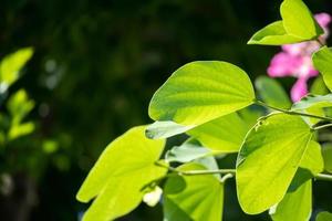 Plant green leaf in garden with bokeh background photo