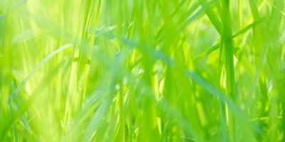 green grass leaf in garden with bokeh background photo