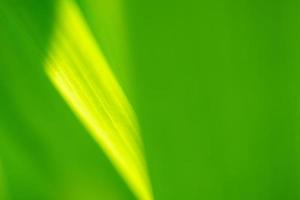 Plant green leaf in garden with bokeh background photo