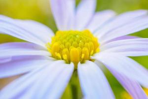 Beautiful blue flower close up in garden photo