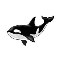 orca killer whale vector