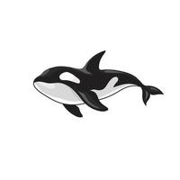 orca killer whale vector