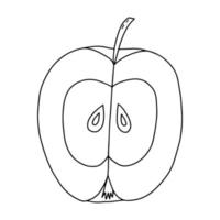 vector, manzana, en, sección, garabato, ilustración vector