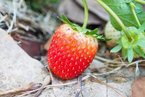 planta de fresa orgánica madura roja fresca en el jardín foto
