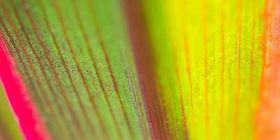 Plant leaf close up abstract background photo