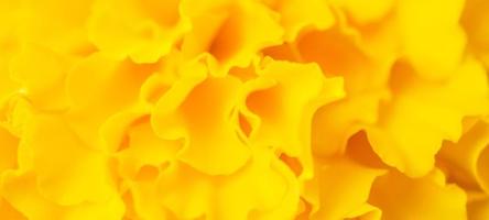 Yellow marigold flowers close up abstract background photo