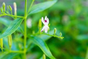 Andrographis paniculata fresh Thai herbal medicine herbs organic plant leaves and flower, closeup photo